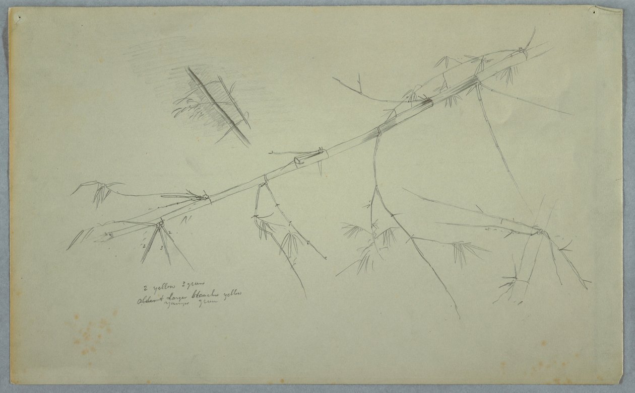Studie von Bambus, Jamaika, Mai–August 1865 von Frederic Edwin Church