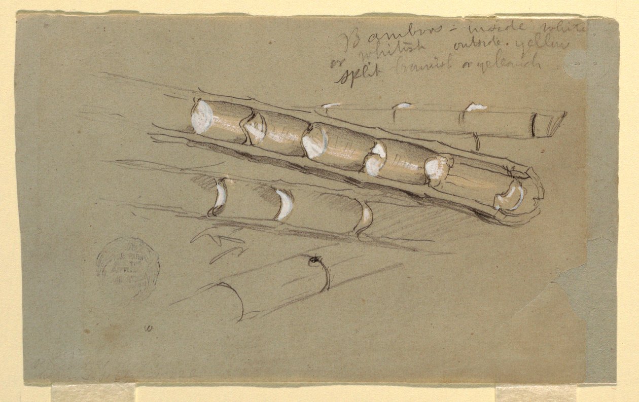 Studie von Bambus, Juni 1857 von Frederic Edwin Church