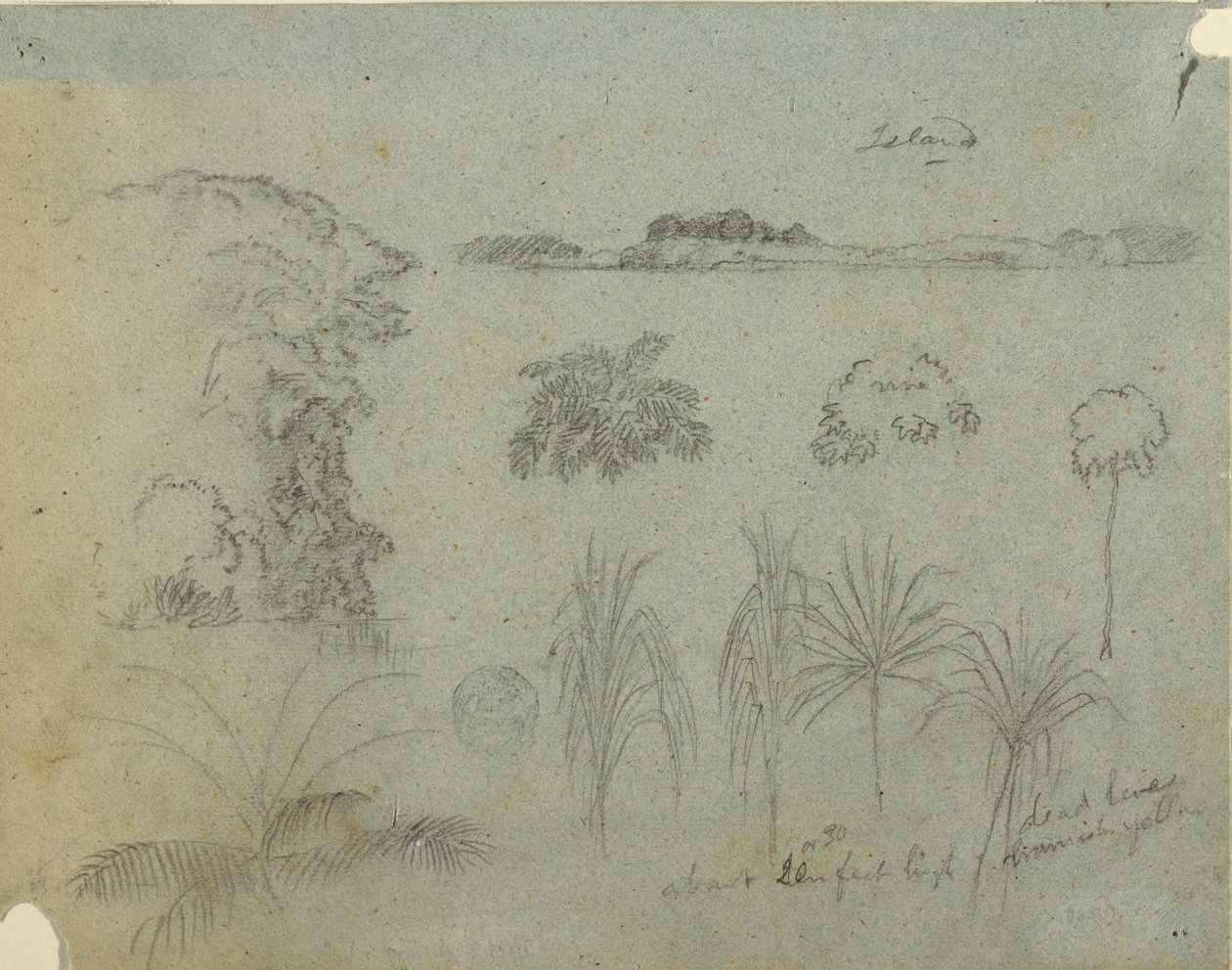 Studie mit Baumwipfeln, Bäumen, fünf Pflanzendesigns und einer fernen Insel, ca. 1852–53 von Frederic Edwin Church