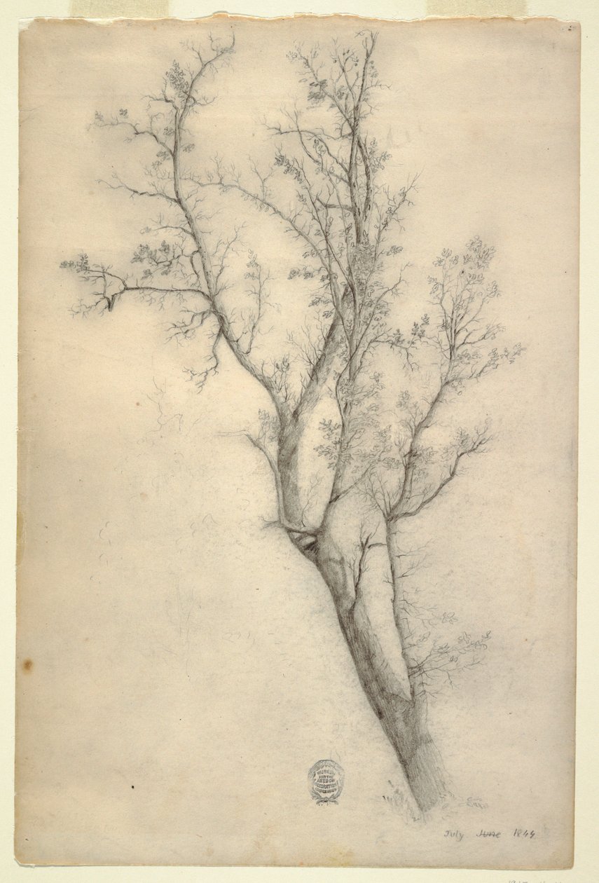 Zeichnung, Baum mit vielen Ästen, Juli 1844 von Frederic Edwin Church
