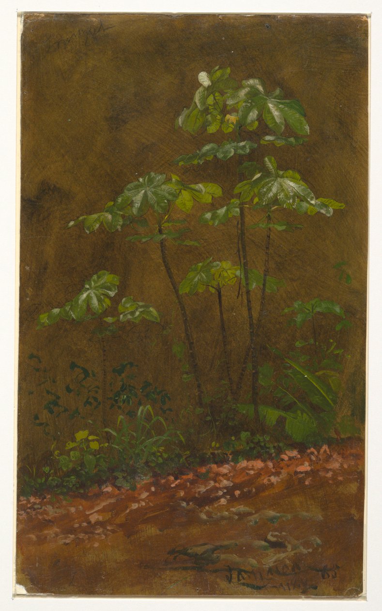 Zeichnung, Trompetenbaum, Mai 1865 von Frederic Edwin Church
