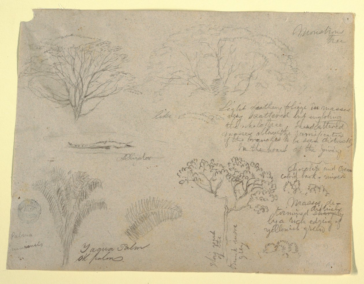 Serie botanischer Studien einschließlich eines Alligators und eines monströsen Baumes, gesehen vom Rio Magdalena, Kolumbien von Frederic Edwin Church