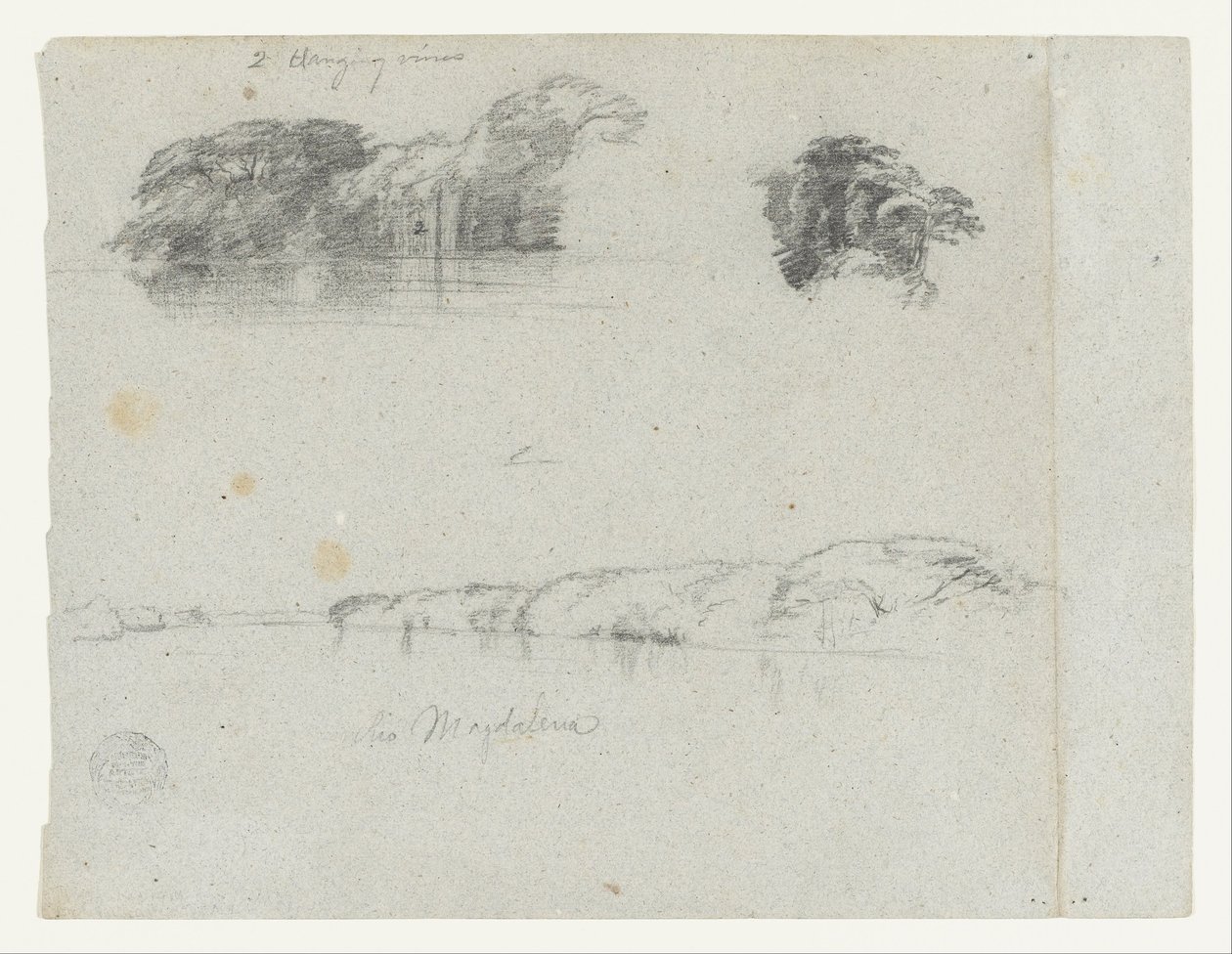 Skizzen von Bäumen, Reben und einem Ufer des Rio Magdalena, Kolumbien von Frederic Edwin Church
