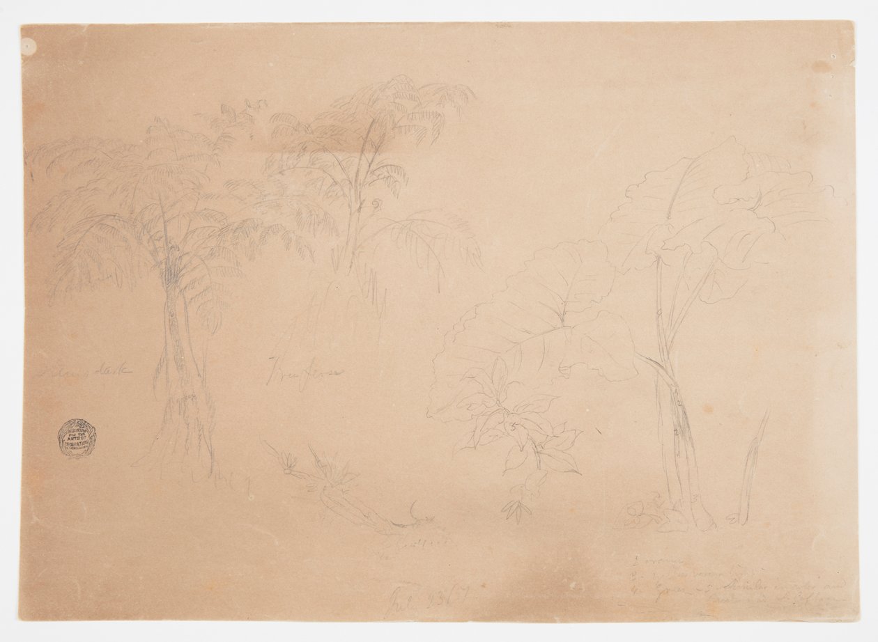 Studie von zwei Bäumen und drei Pflanzen, in der Nähe von Jorje, Ecuador von Frederic Edwin Church
