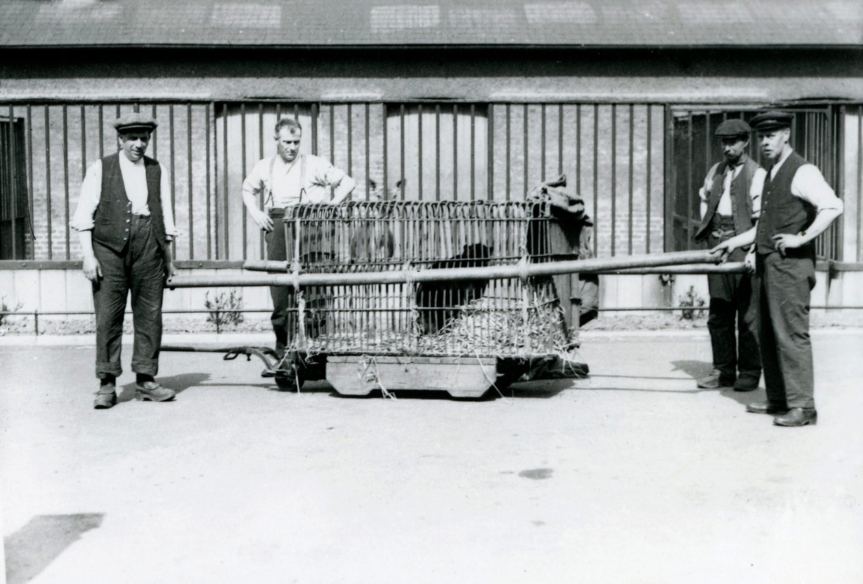 Ein schwarzer Leopard wird in einem Käfig von Wärtern im Londoner Zoo transportiert, Juni 1922 von Frederick William Bond