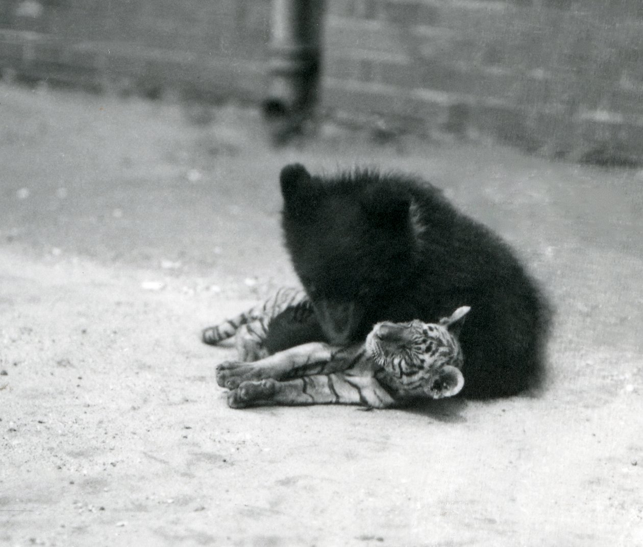 Ein Braunbärjunges spielt mit einem Tigerjungen im Londoner Zoo, April 1914 von Frederick William Bond