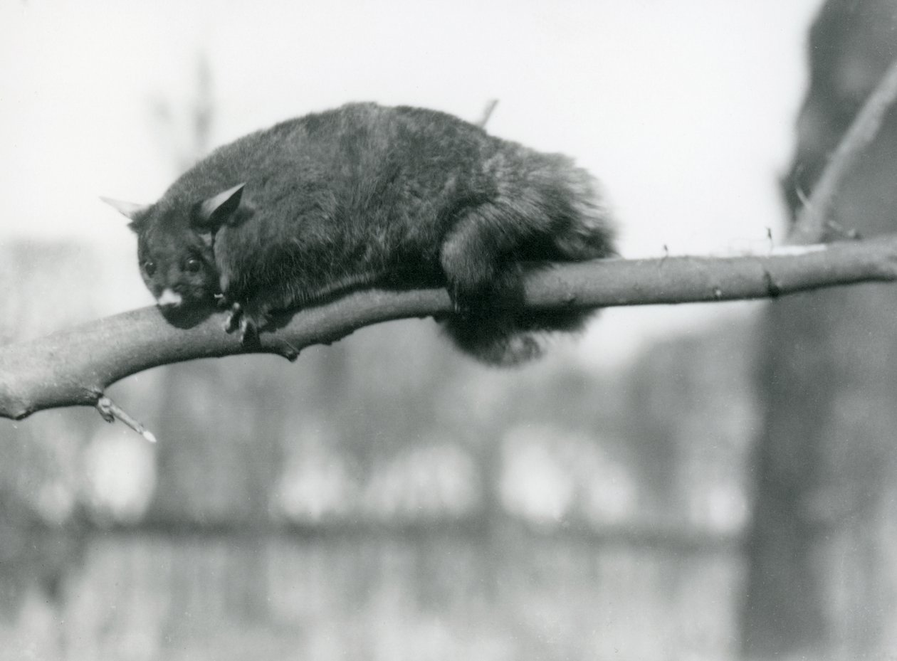 Ein Flugbeutler schaut von einem Ast herunter, Londoner Zoo, ca. 1923 von Frederick William Bond
