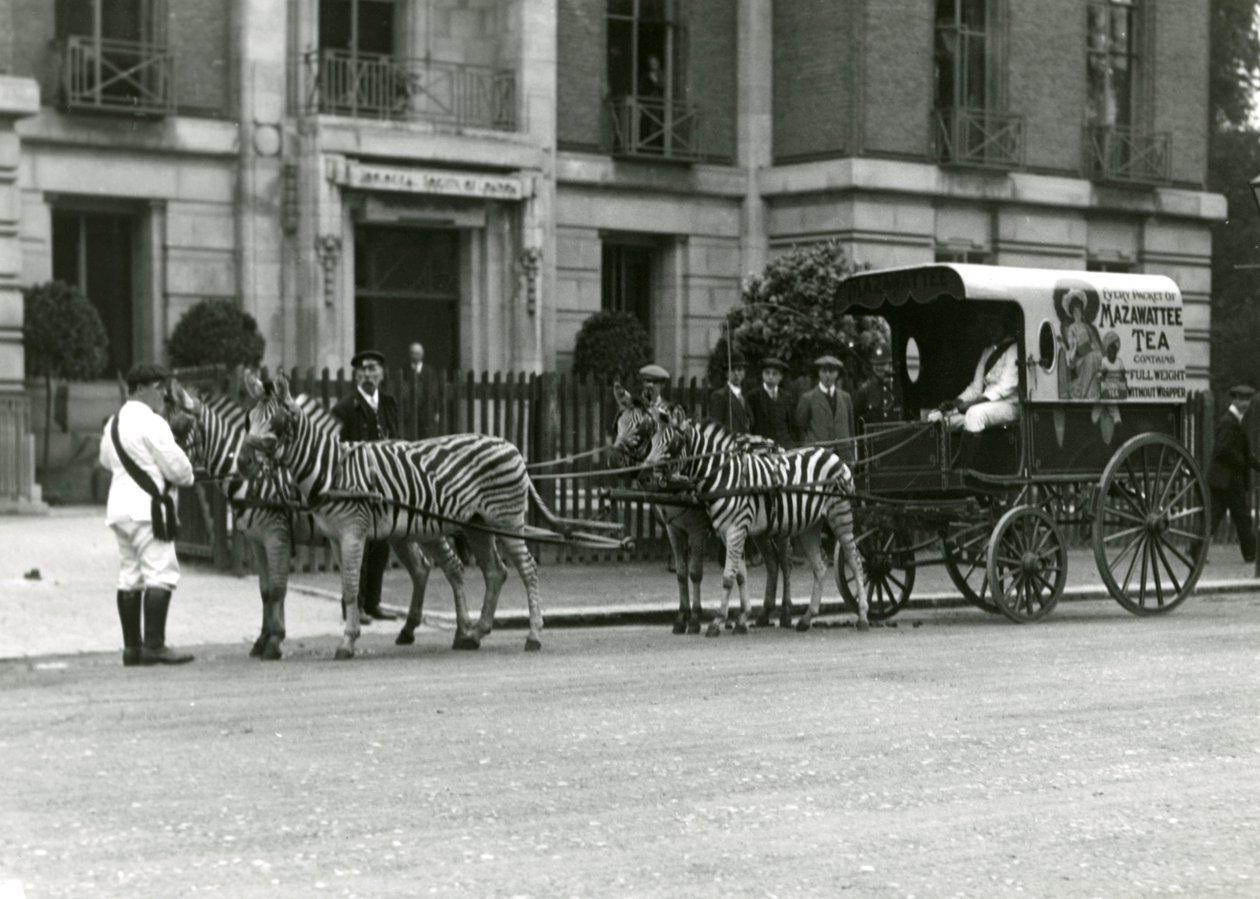 Ein Mazawattee-Teewagen, gezogen von einem Zebrateam, vor den Büros der Zoological Society of London im Regent