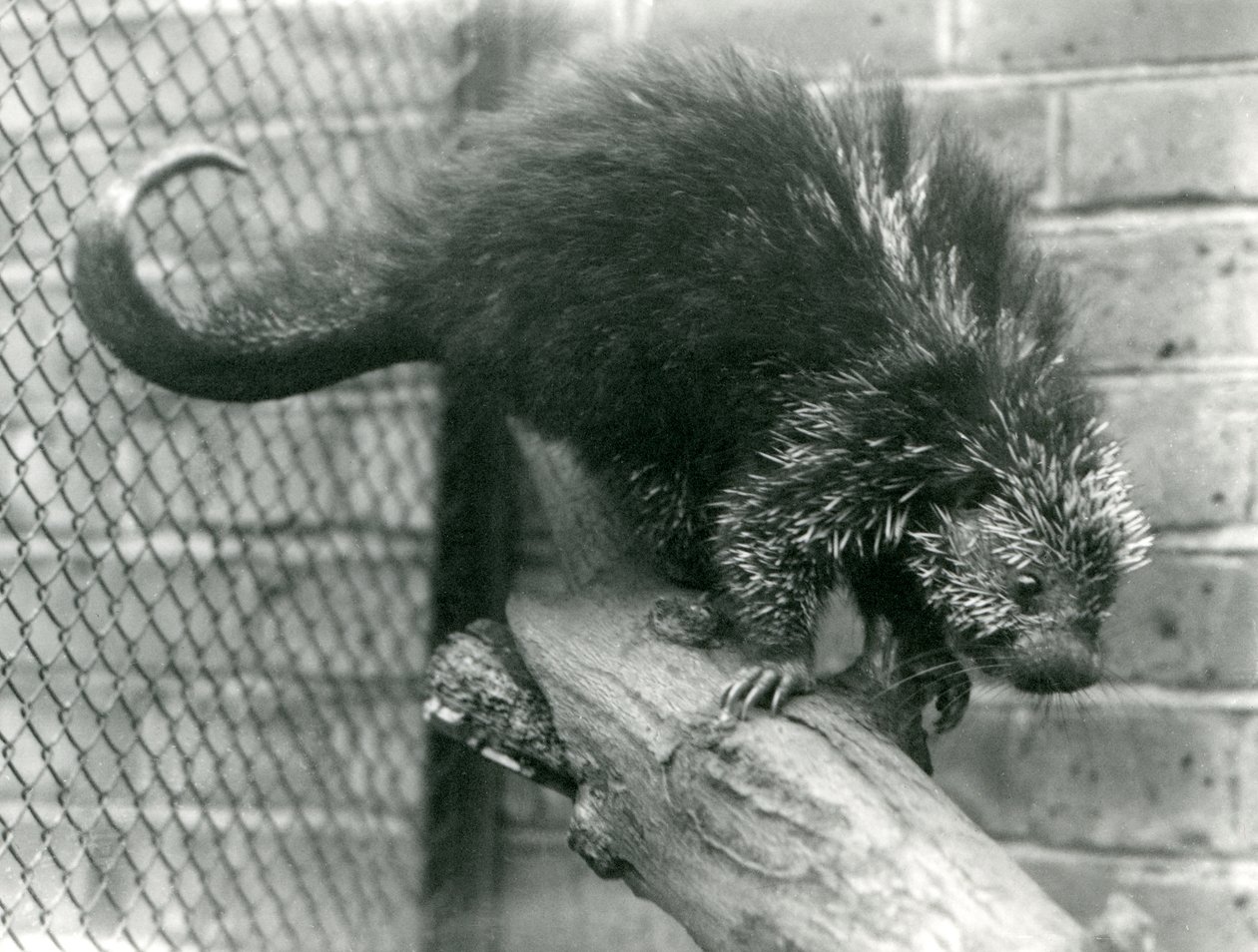 Ein nordamerikanisches Stachelschwein auf einem Ast in seinem Gehege im Londoner Zoo, 1923 von Frederick William Bond