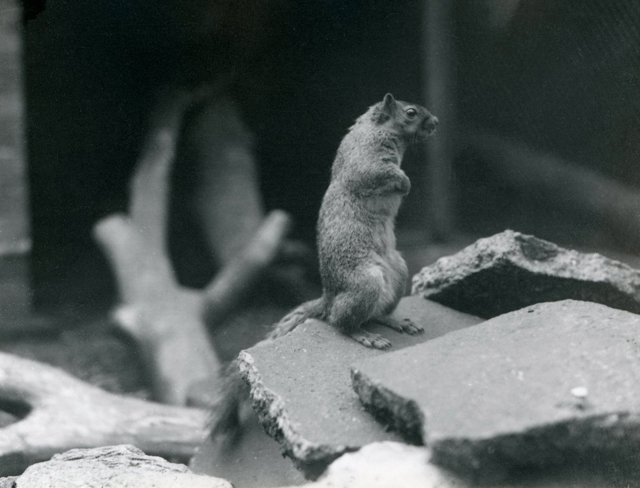 Ein Fuchshörnchen auf Felsen im Londoner Zoo, August 1916 von Frederick William Bond