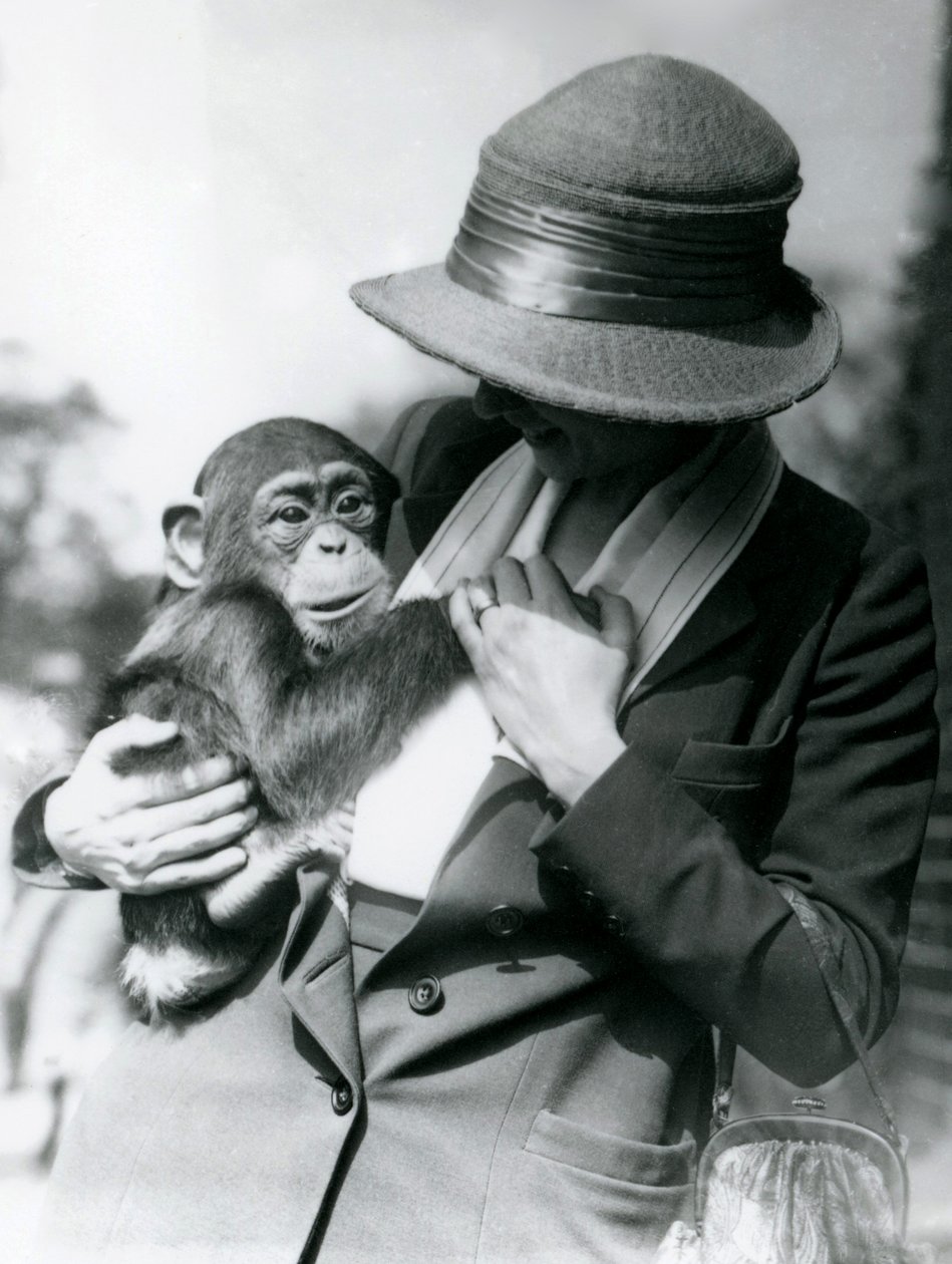 Eine Dame hält einen jungen Schimpansen im Londoner Zoo, Juni 1922 von Frederick William Bond