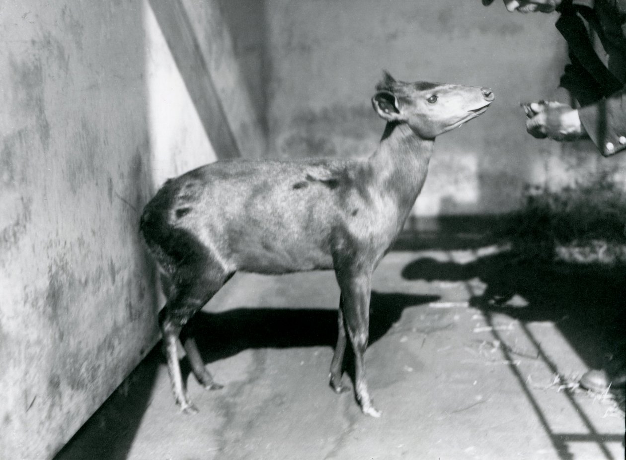 Ein Abbott-Duiker im Londoner Zoo, April 1922 von Frederick William Bond