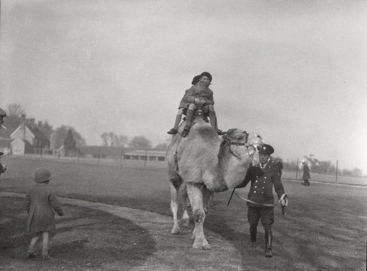 Ein arabisches Kamel nimmt ein Paar Kinder auf eine Fahrt im ZSL Whipsnade, März 1932 von Frederick William Bond
