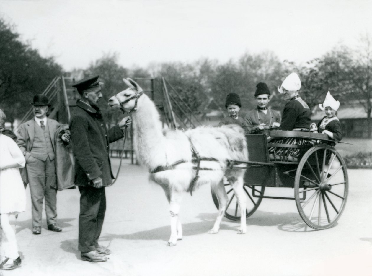 Armenische Besucher fahren in einem Lama-Karren im London Zoo, Mai 1923 von Frederick William Bond
