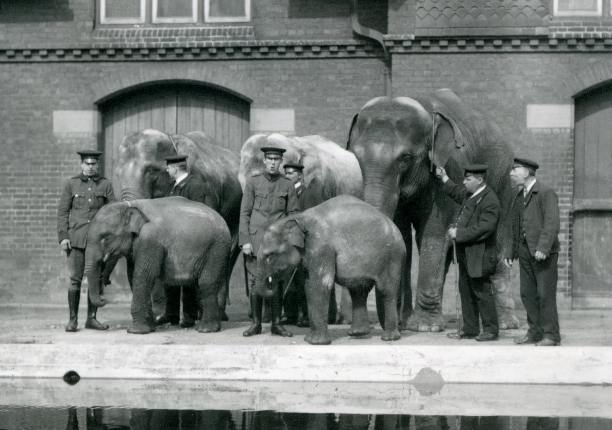 Asiatische Elefanten mit ihren Pflegern, darunter Charles Eyles, im Londoner Zoo, April 1914 von Frederick William Bond