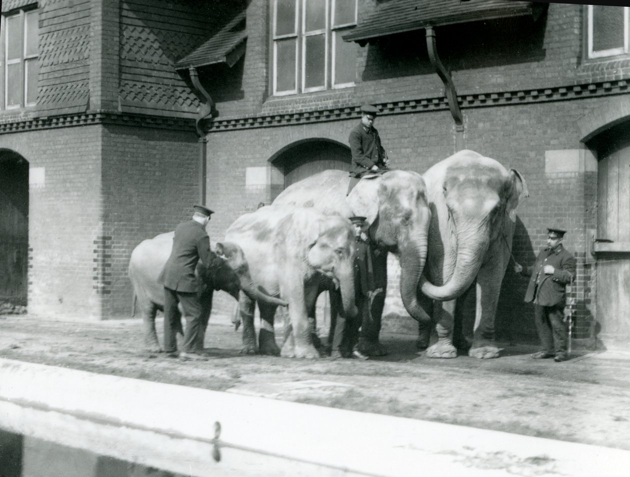 Asiatische Elefanten, zwei Erwachsene und zwei Junge, mit ihren Pflegern im London Zoo, vor 1930 von Frederick William Bond