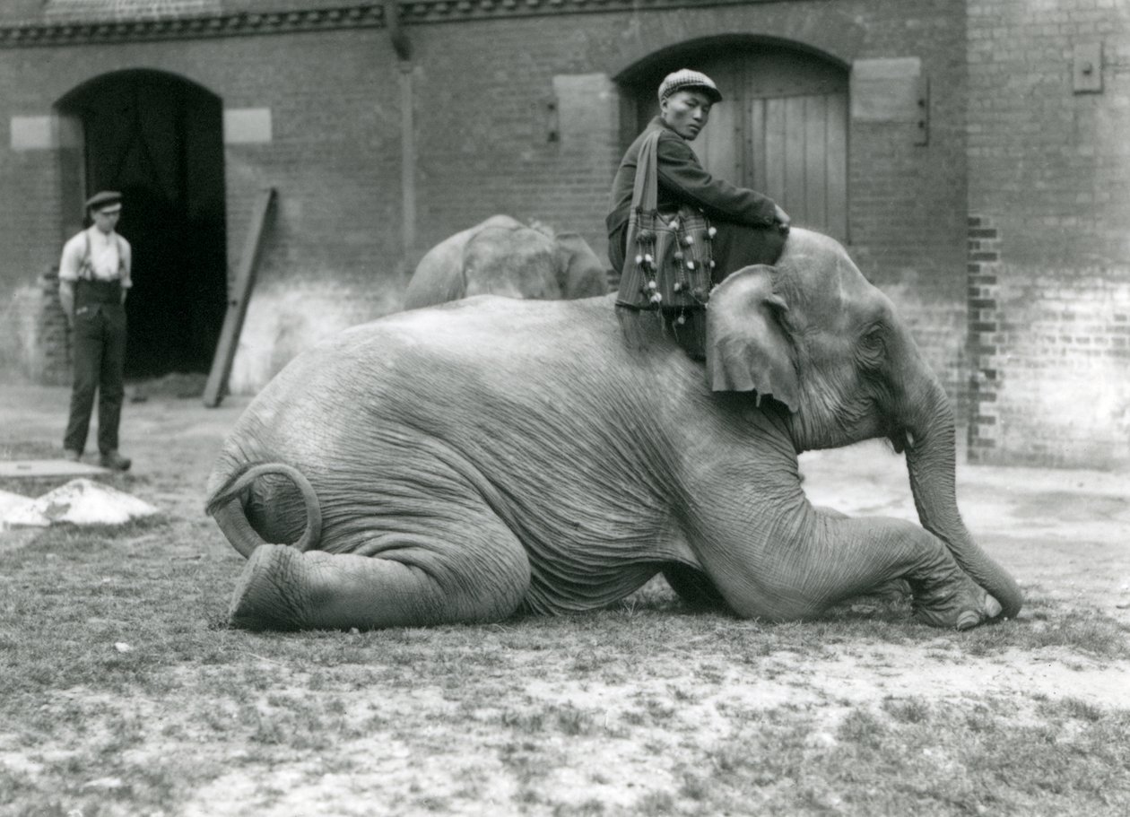 Weiblicher Burmesischer Elefant Mo Gay Ko mit Trainer Law Wee Lee vor dem Elefantenhaus mit einem Wärter und einem weiteren Elefanten im Hintergrund, London Zoo, 1923 von Frederick William Bond