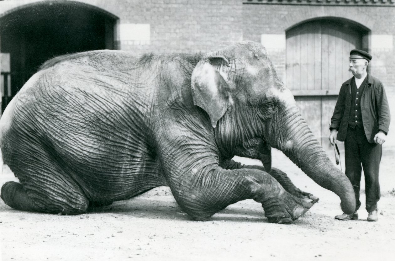 Indische Elefantenkuh 