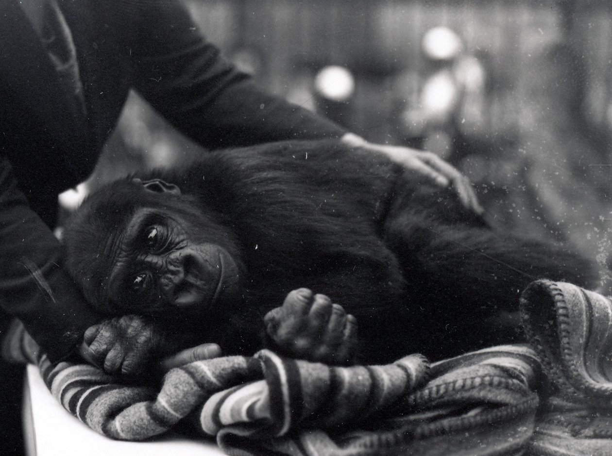 Fünfjähriger Gorilla liegt und wird von einem Pfleger getröstet von Frederick William Bond