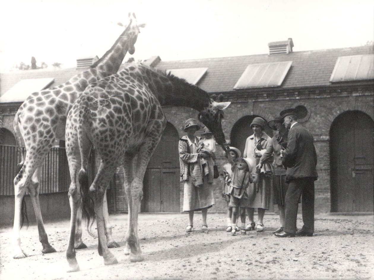 Giraffen und Besucher im ZSL London Zoo, Juli 1926 von Frederick William Bond