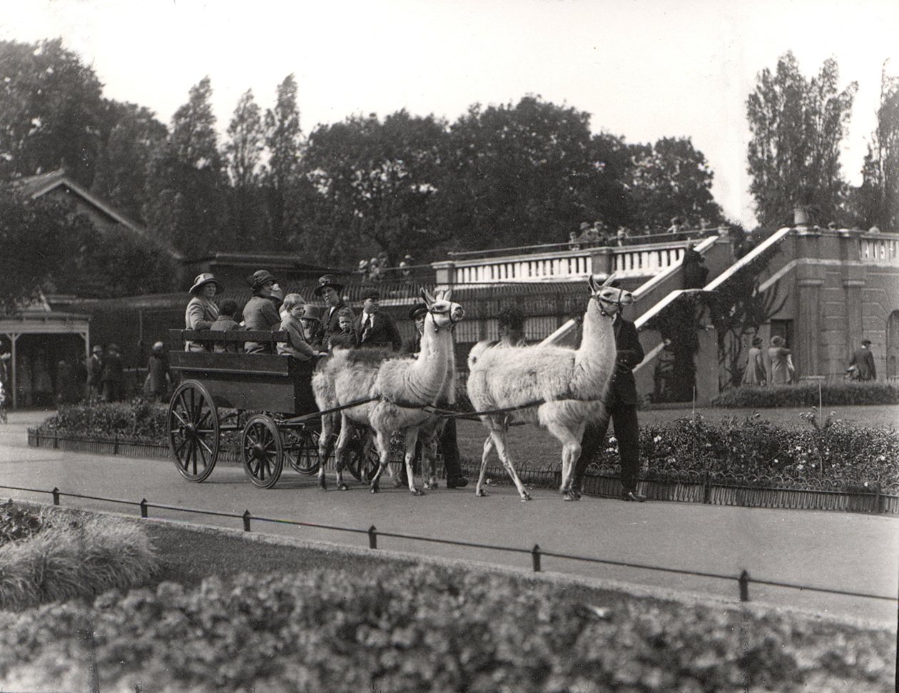 Die Lama-Fahrt - einst ein Highlight im ZSL London Zoo, September 1923 von Frederick William Bond
