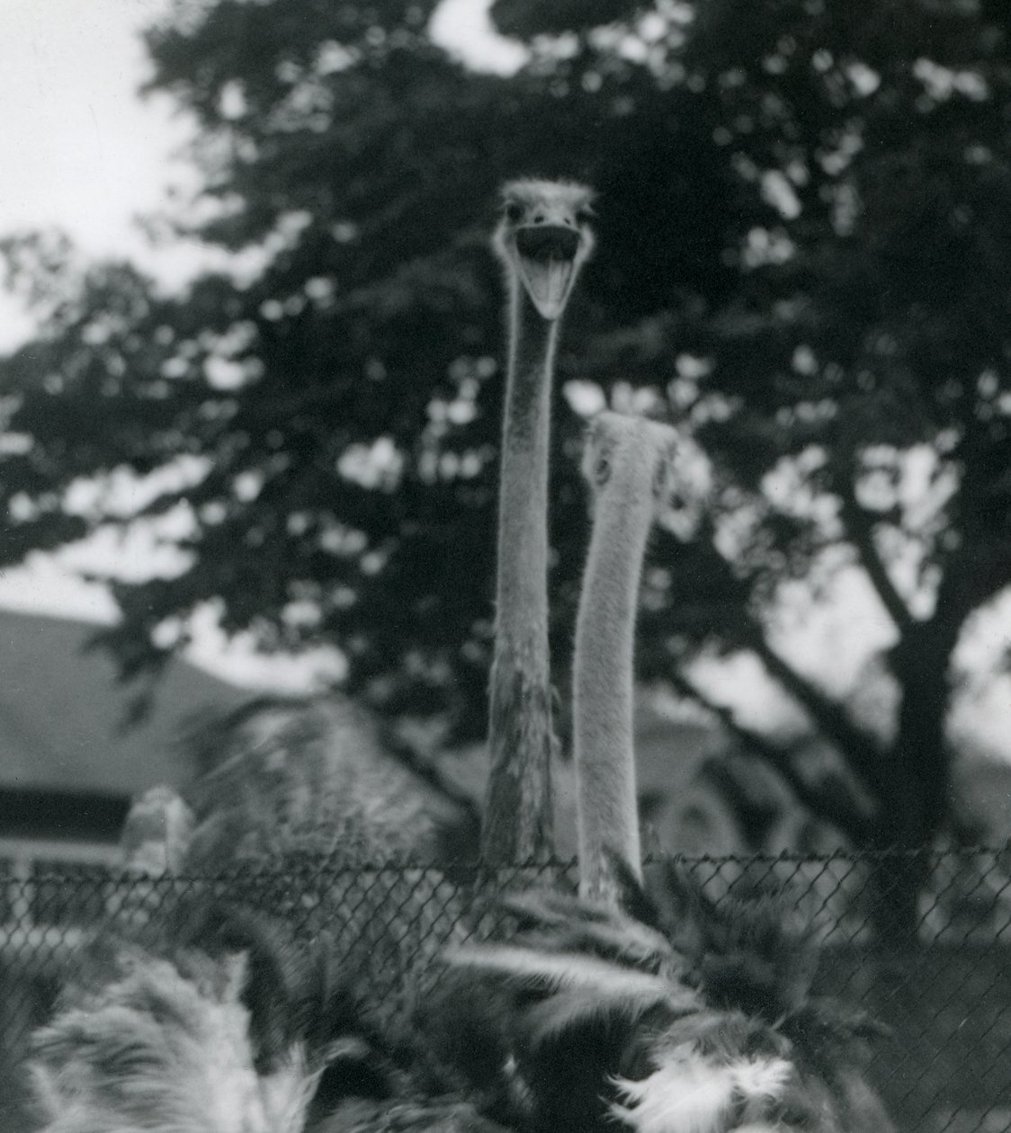 Zwei Strauße begrüßen sich über einen Zaun im Londoner Zoo, 1923 von Frederick William Bond
