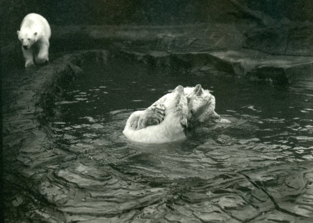 Zwei Eisbären tollen in ihrem Pool, während ein anderer vorbeigeht, London Zoo, Juni 1922 von Frederick William Bond