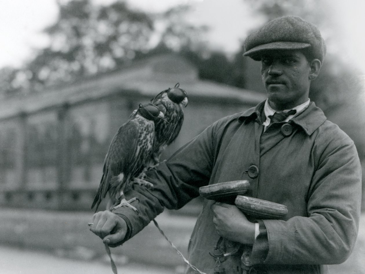 Zwei behoste Falken sitzen auf dem Arm ihres Falkners im London Zoo, Juni 1923 von Frederick William Bond