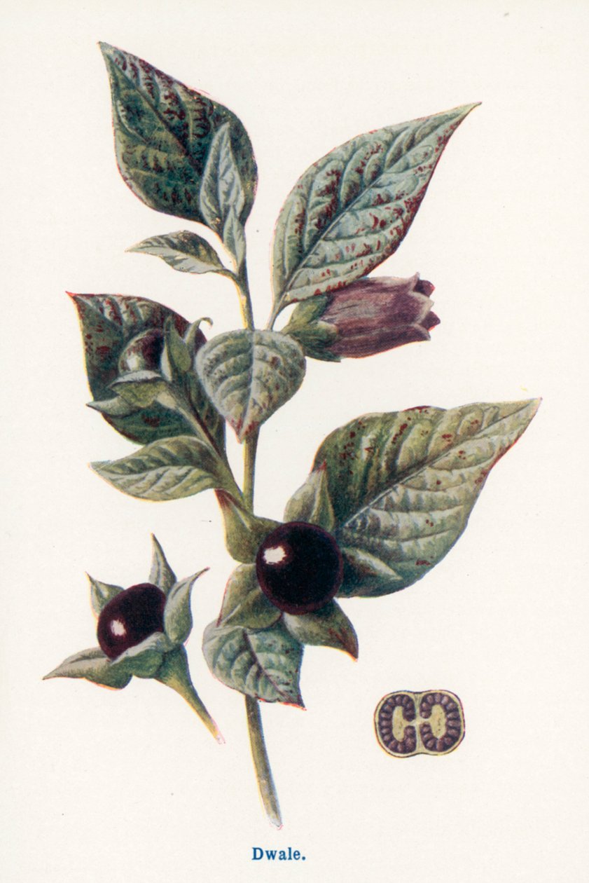Wilde Früchte der Landschaft: Dwale von Frederick Edward Hulme