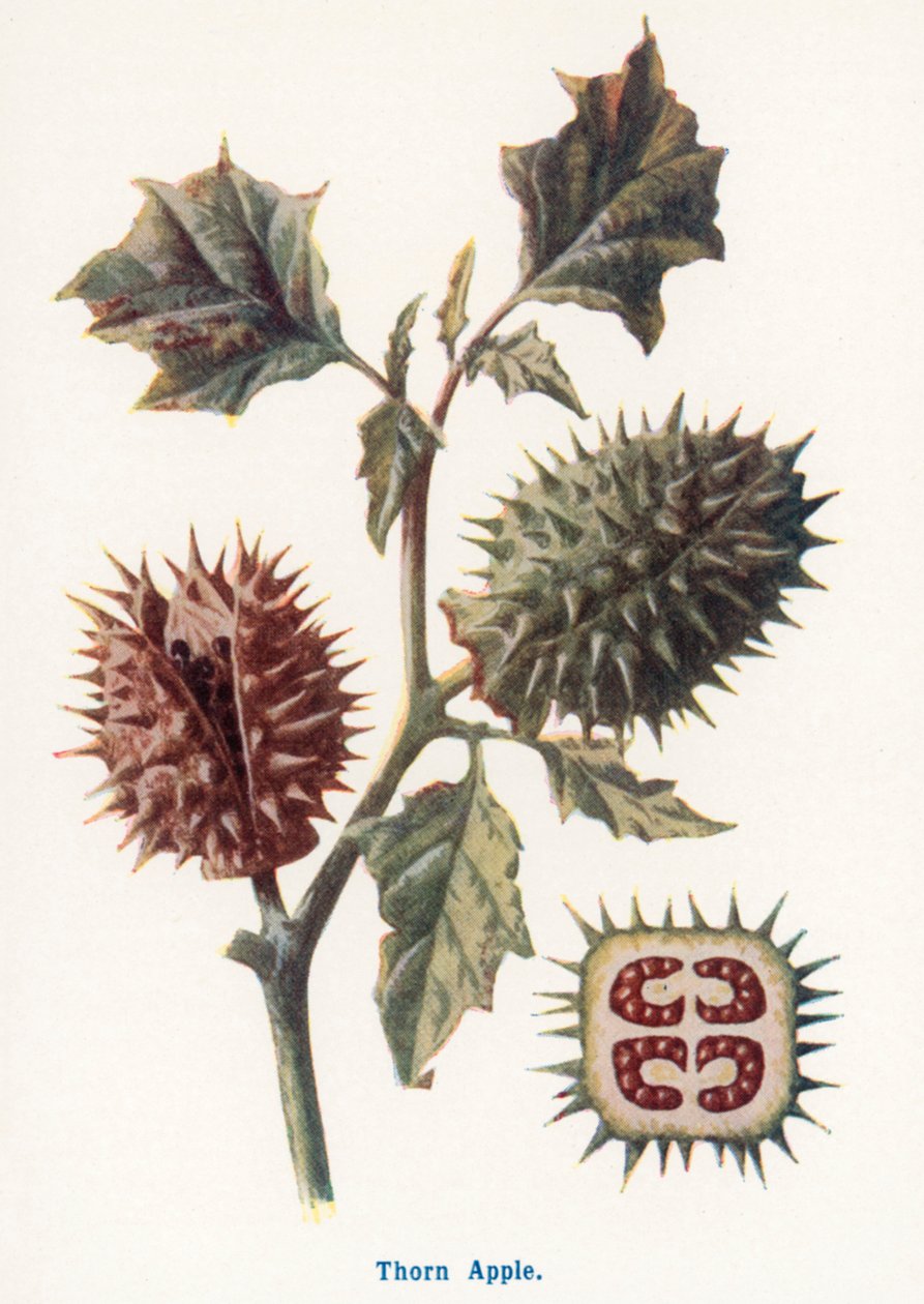 Wilde Früchte der Landschaft: Stechapfel von Frederick Edward Hulme