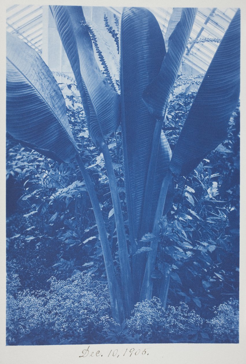 Ohne Titel, 10. Dezember von Frederick K. Coulson