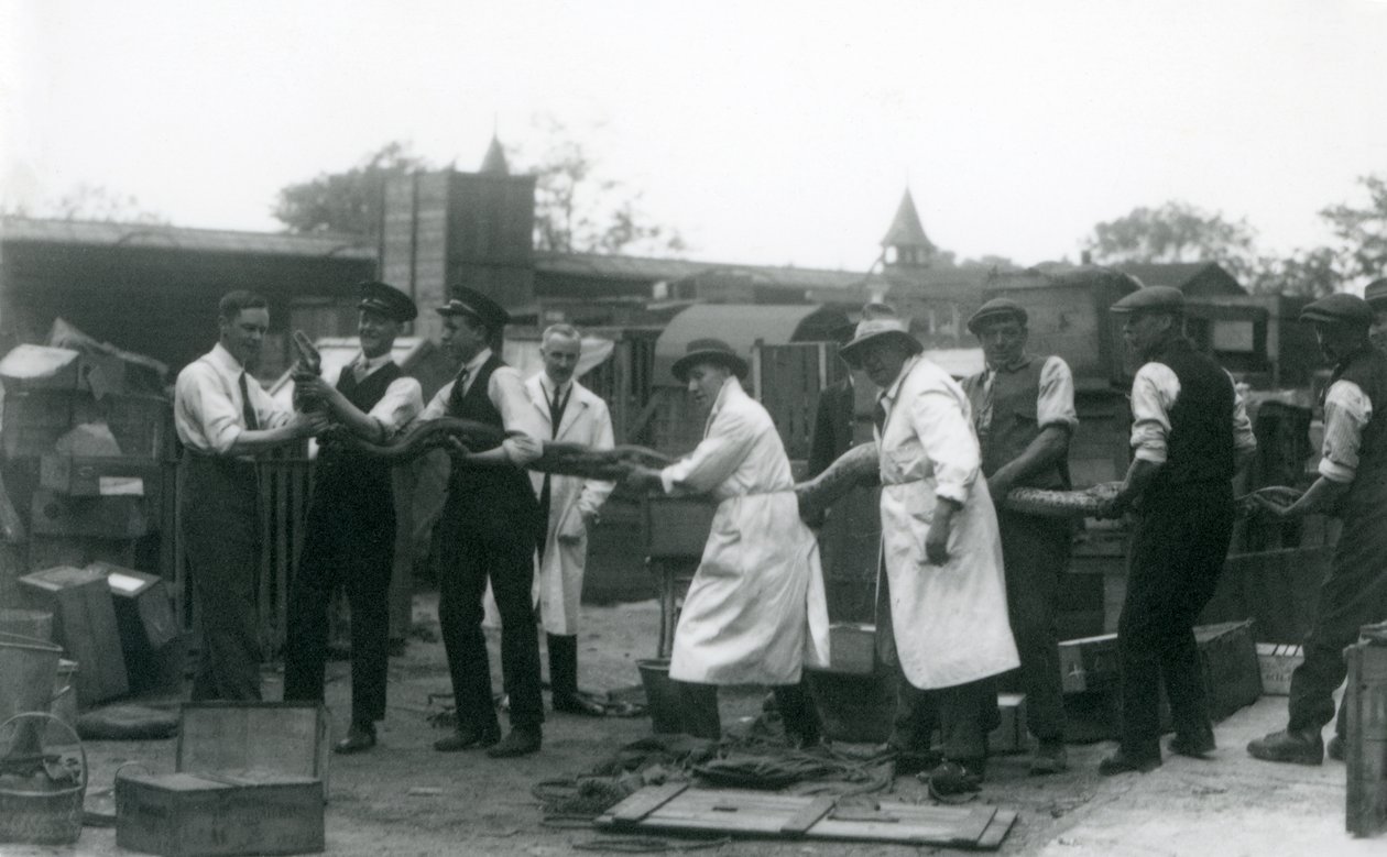 Ein 20 Fuß langer Python, der von elf Mitgliedern des Zoologischen Gesellschaftspersonals getragen wird, Londoner Zoo, Juni 1925 von Frederick William Bond