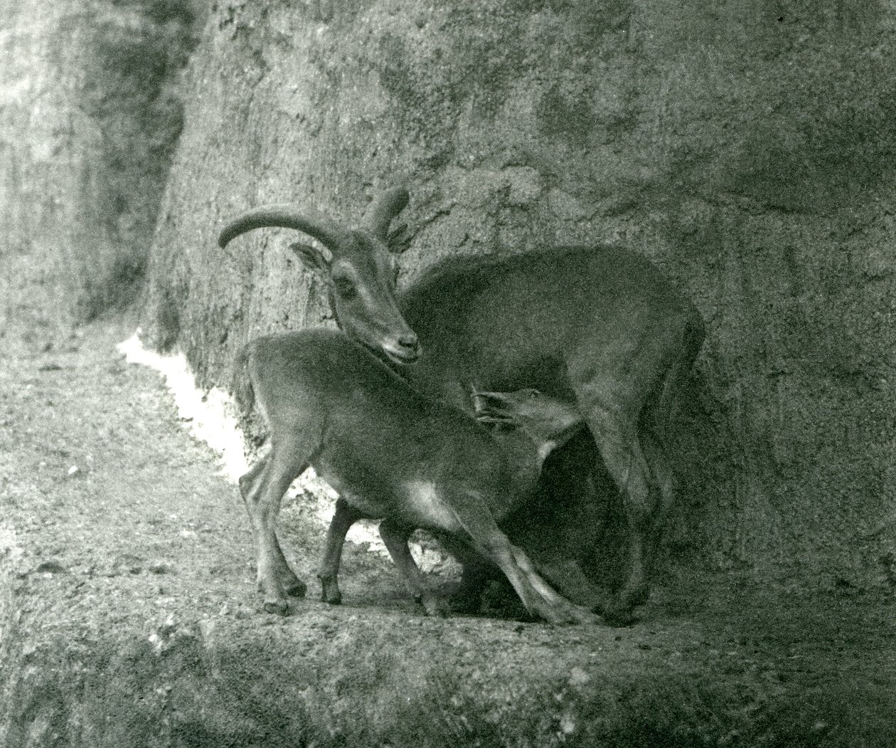 Ein Berberschaf, das ihr Lamm auf den Mappin-Terrassen füttert, Londoner Zoo, August 1927 von Frederick William Bond
