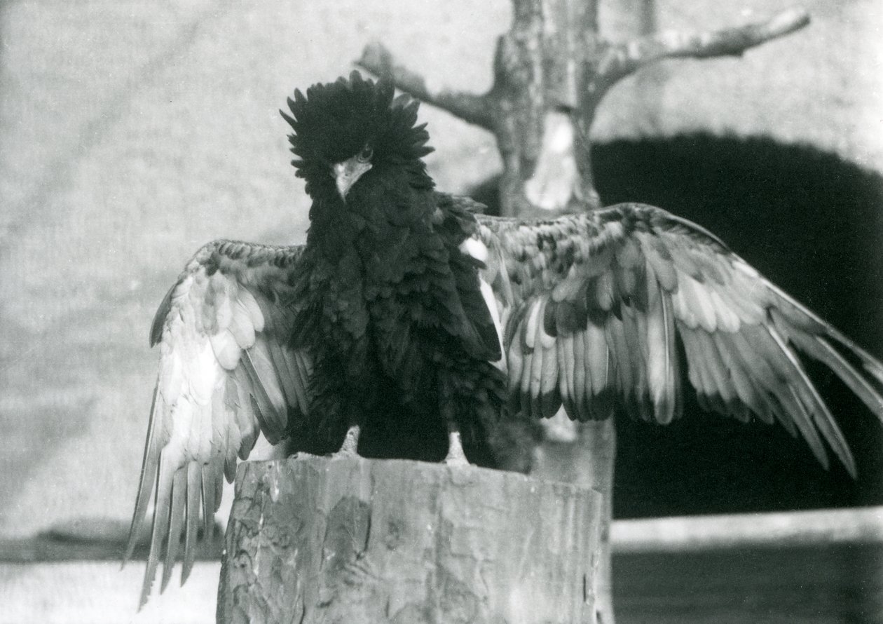 Ein Bateleur-Adler steht auf einem Baumstumpf und breitet seine Flügel aus, London Zoo, 1925 von Frederick William Bond