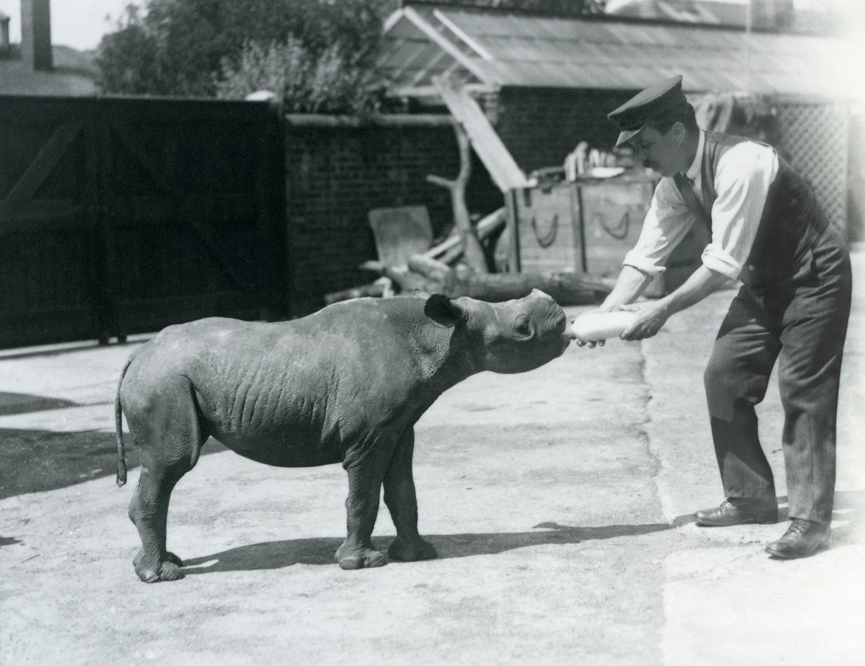 Ein Schwarzes Nashornkalb wird von seinem Pfleger mit der Flasche gefüttert, London Zoo, September 1928 von Frederick William Bond
