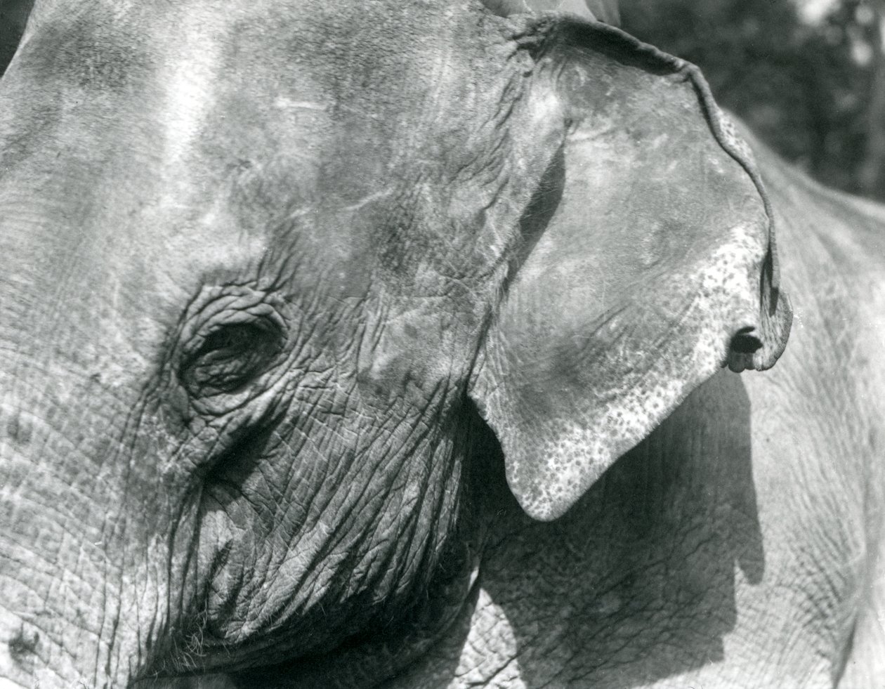 Ein burmesischer Elefant, Londoner Zoo, September 1926 von Frederick William Bond