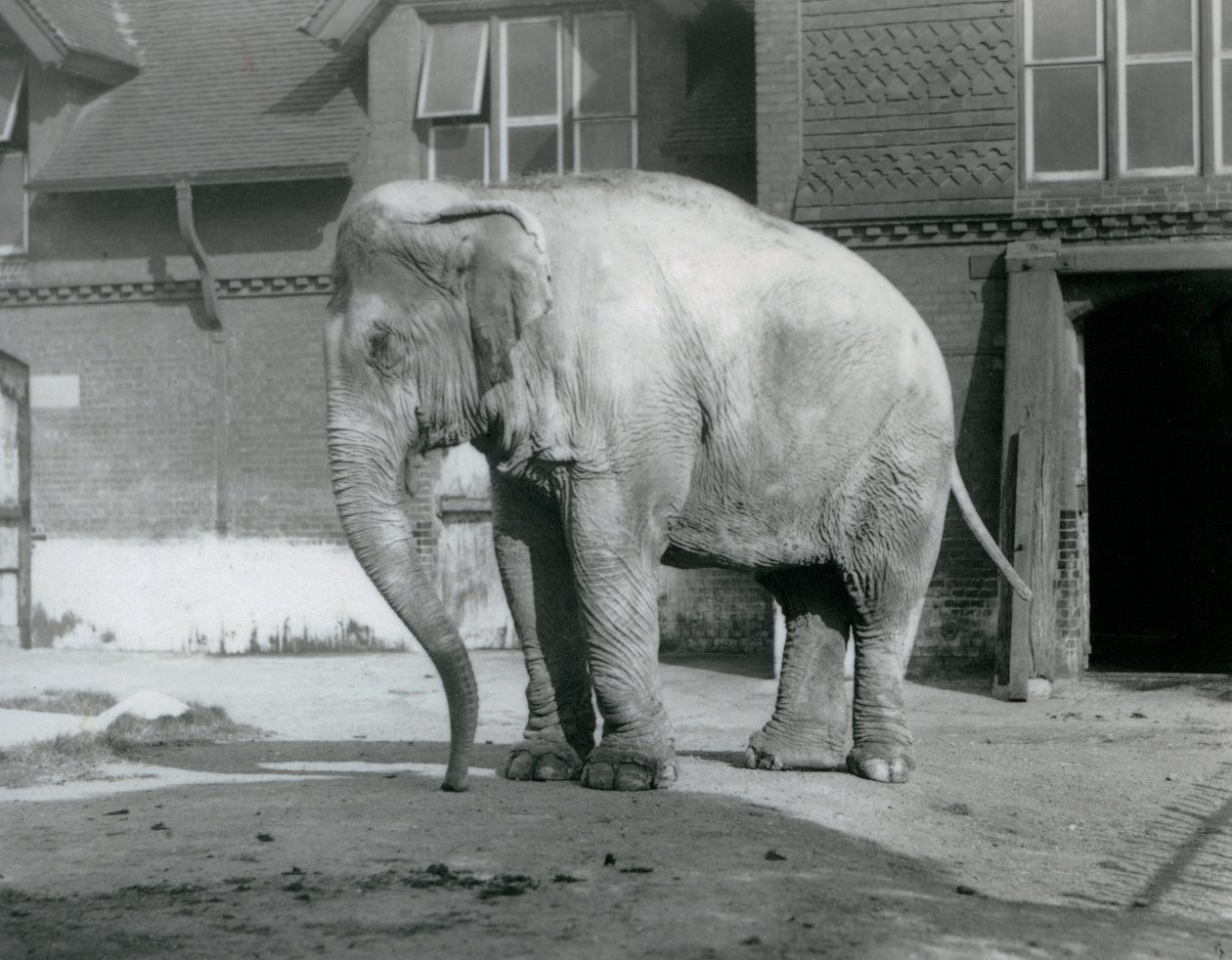 Ein burmesischer Elefant vor dem Elefantenhaus im Londoner Zoo 1929 von Frederick William Bond