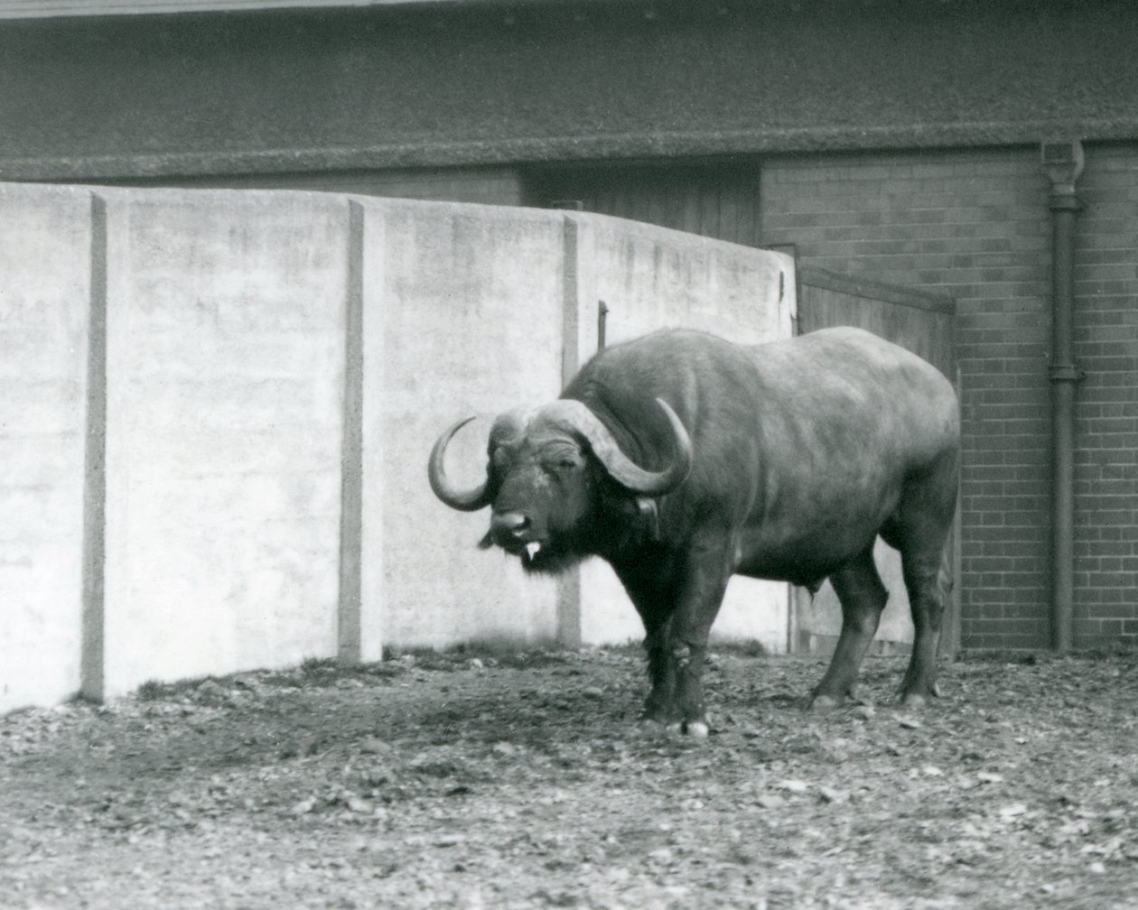 Ein Kap-Büffel-Bulle, der auf nacktem Boden steht, neben der Betonwand seines Geheges im Londoner Zoo 1928 von Frederick William Bond