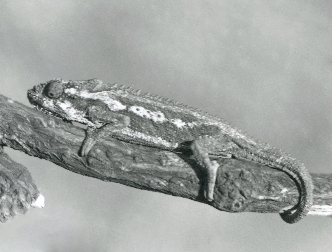Ein Kap-Zwergchamäleon, das sich an einem Ast festhält, Londoner Zoo, 1927 von Frederick William Bond
