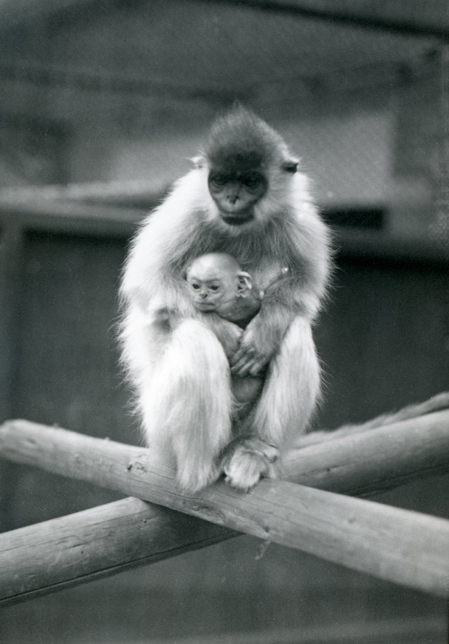 Ein Kappenlangur hält ein Baby, während er auf einem Balken sitzt. Londoner Zoo, 6. Oktober 1913 von Frederick William Bond