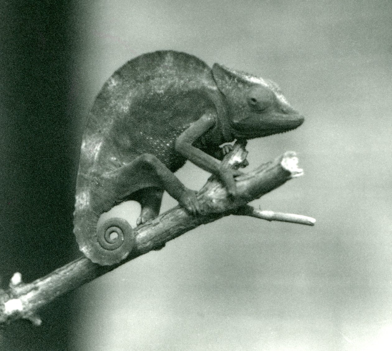 Ein Chamäleon, das sich am Ende eines Astes festhält, Londoner Zoo, 1927 von Frederick William Bond