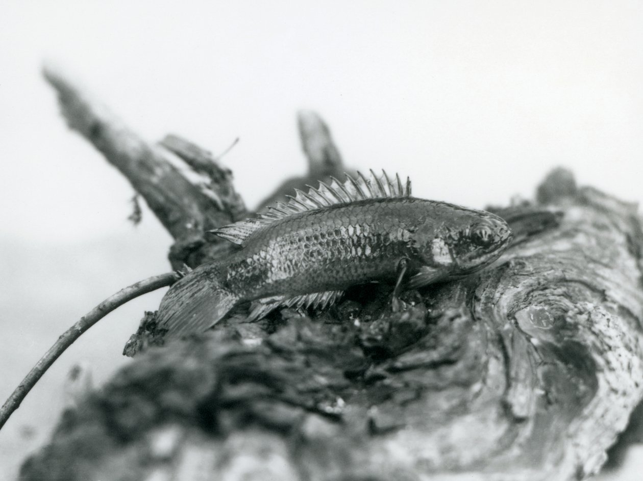 Ein Kletterfisch ruht auf einem toten Ast, außerhalb des Wassers im London Zoo, September 1928 von Frederick William Bond