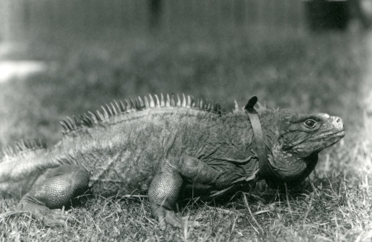 Eine Wolkenfels-Iguana, die ein Halsband trägt, geht auf einem Rasen im Londoner Zoo, Juli 1924 von Frederick William Bond