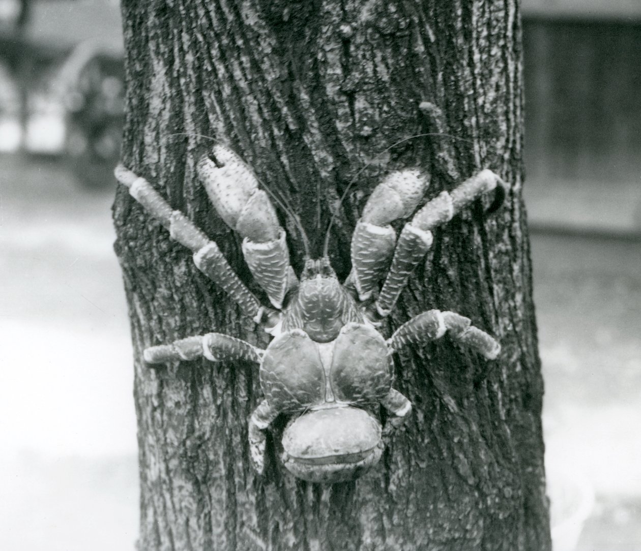 Eine Kokosnusskrabbe, oder Räuberkrabbe, klettert auf einen Baum, Londoner Zoo, Juli 1927 von Frederick William Bond