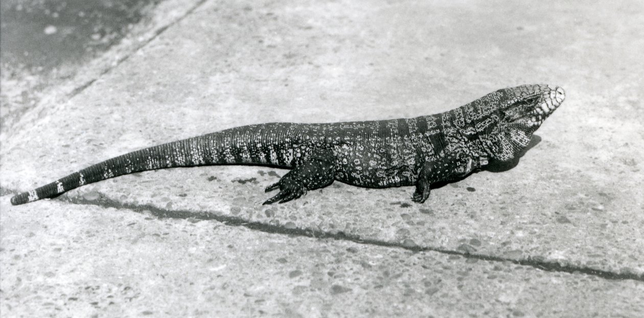 Ein GemeinerGoldGoldenerSchwarzerKolumbianischer Tegu oder Tigerlizard im Londoner Zoo im August 1926 von Frederick William Bond