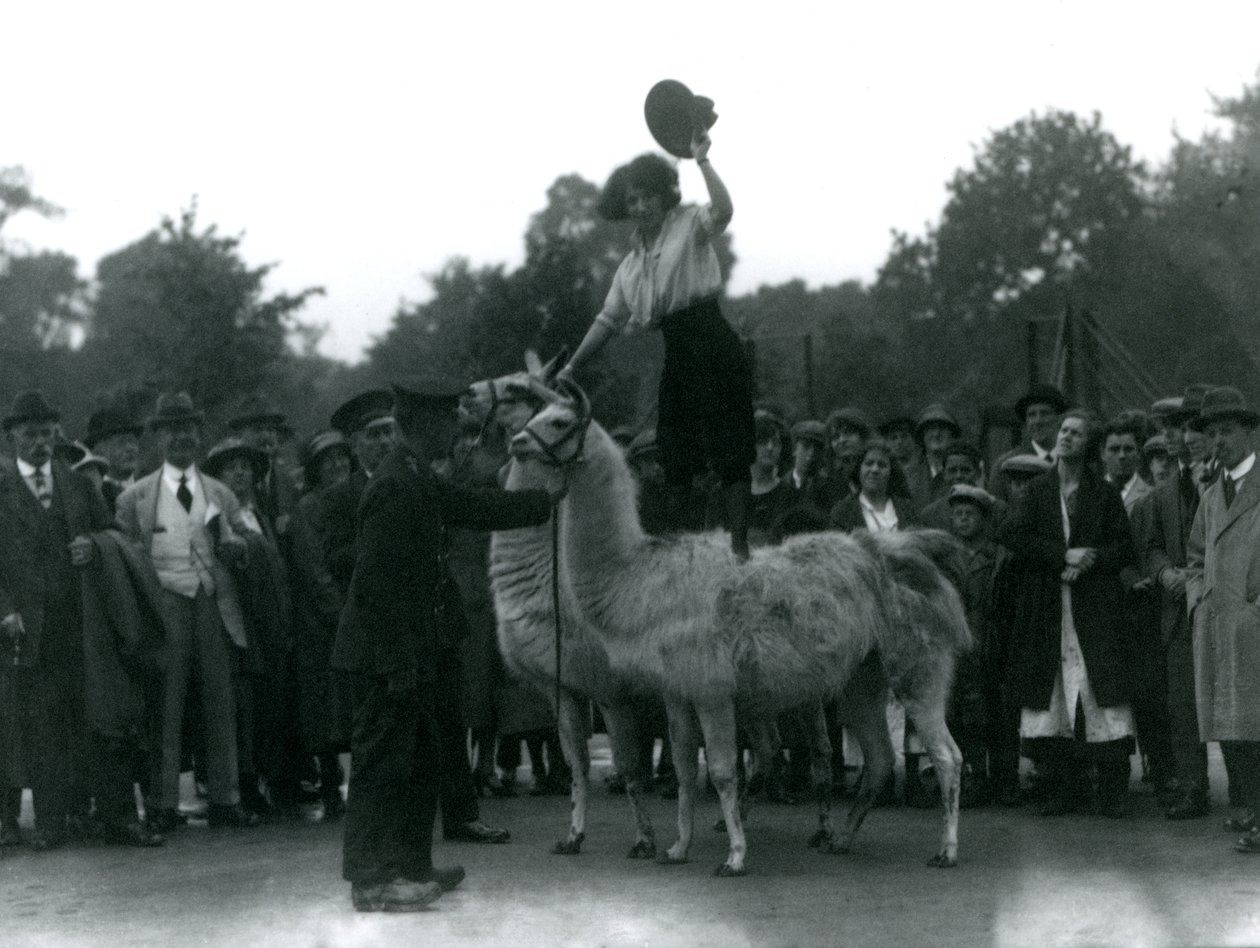 Eine Cowgirl steht rittlings auf zwei Lamas während eines Besuchs im Londoner Zoo 1924 von Frederick William Bond
