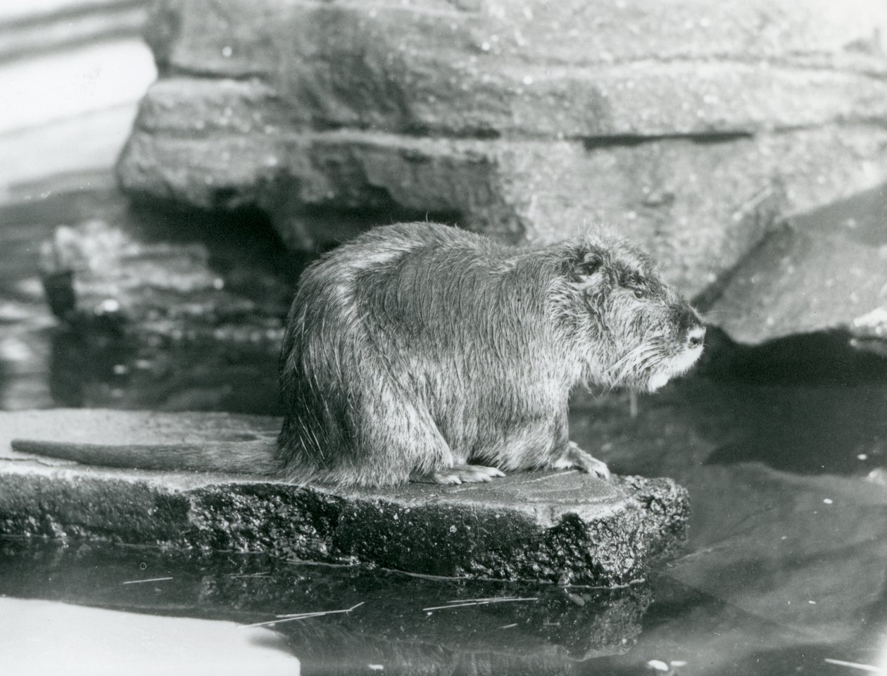 Ein Nutria, das auf einem felsigen Vorsprung in einem Pool in seinem Gehege im Londoner Zoo, Februar 1928 sitzt von Frederick William Bond