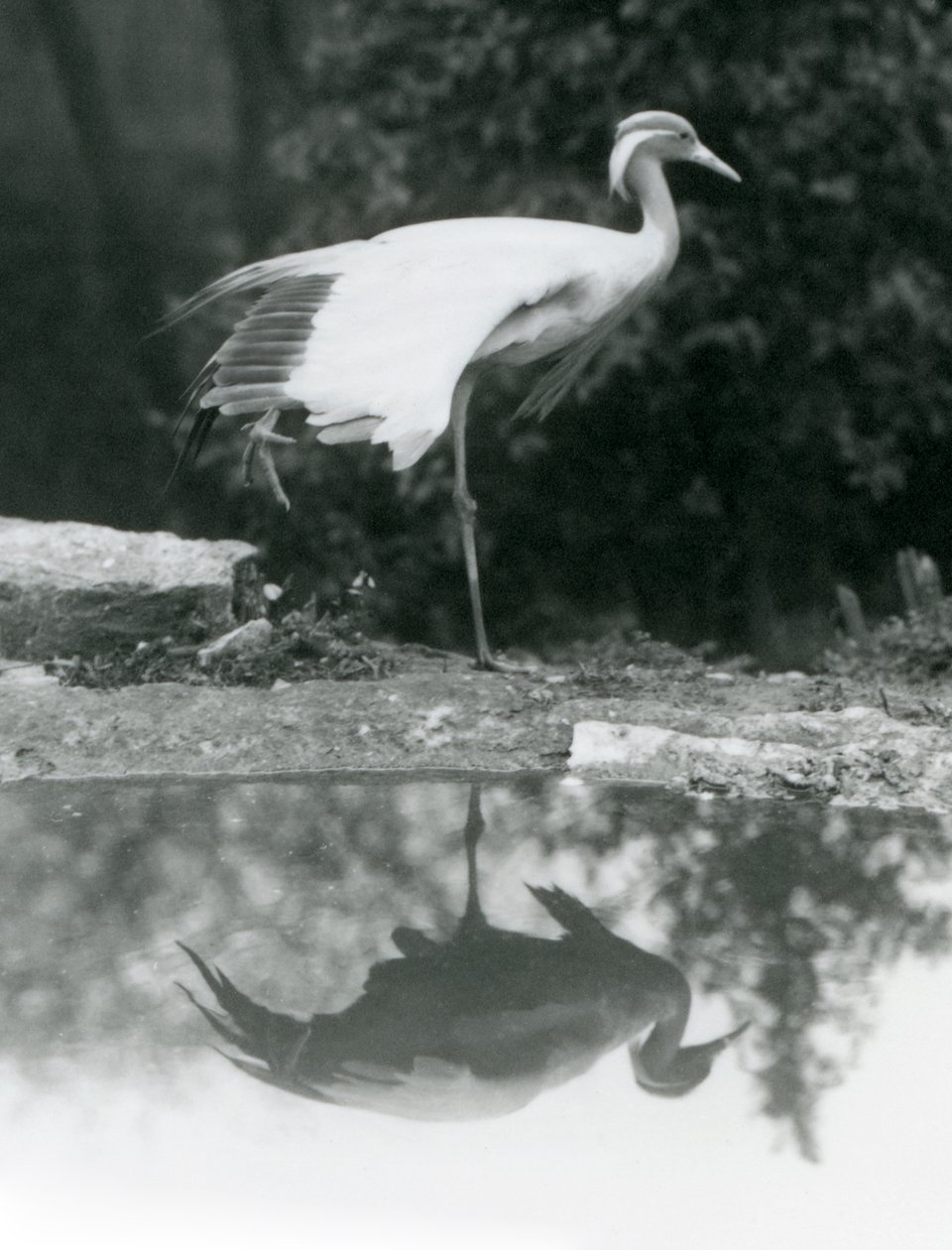 Eine Jungfernkranich, die auf einem Bein steht, mit ihrem spiegelähnlichen Spiegelbild im darunter liegenden Pool, Londoner Zoo von Frederick William Bond