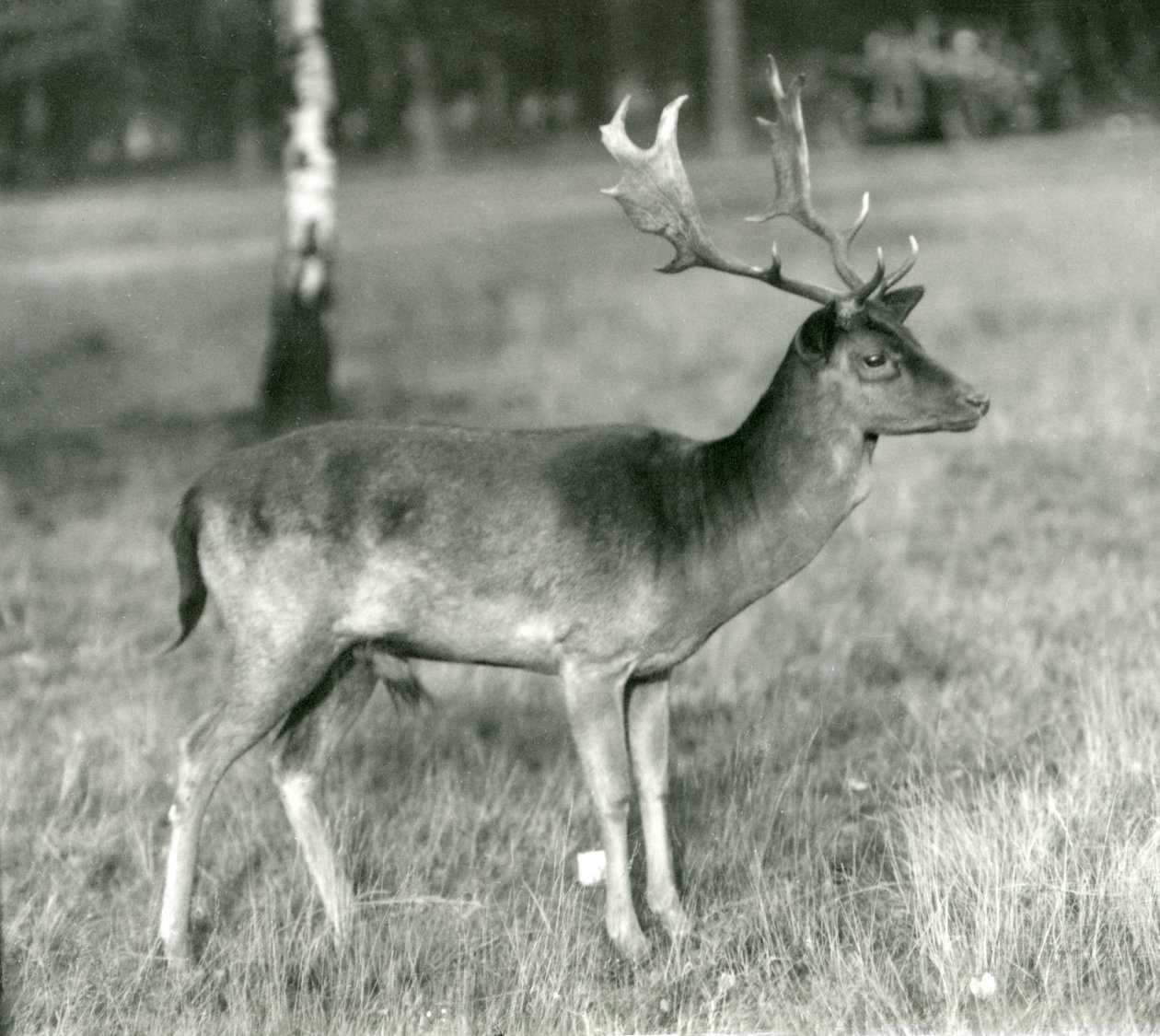 Ein Damhirschbock im London Zoo im Oktober 1924 von Frederick William Bond
