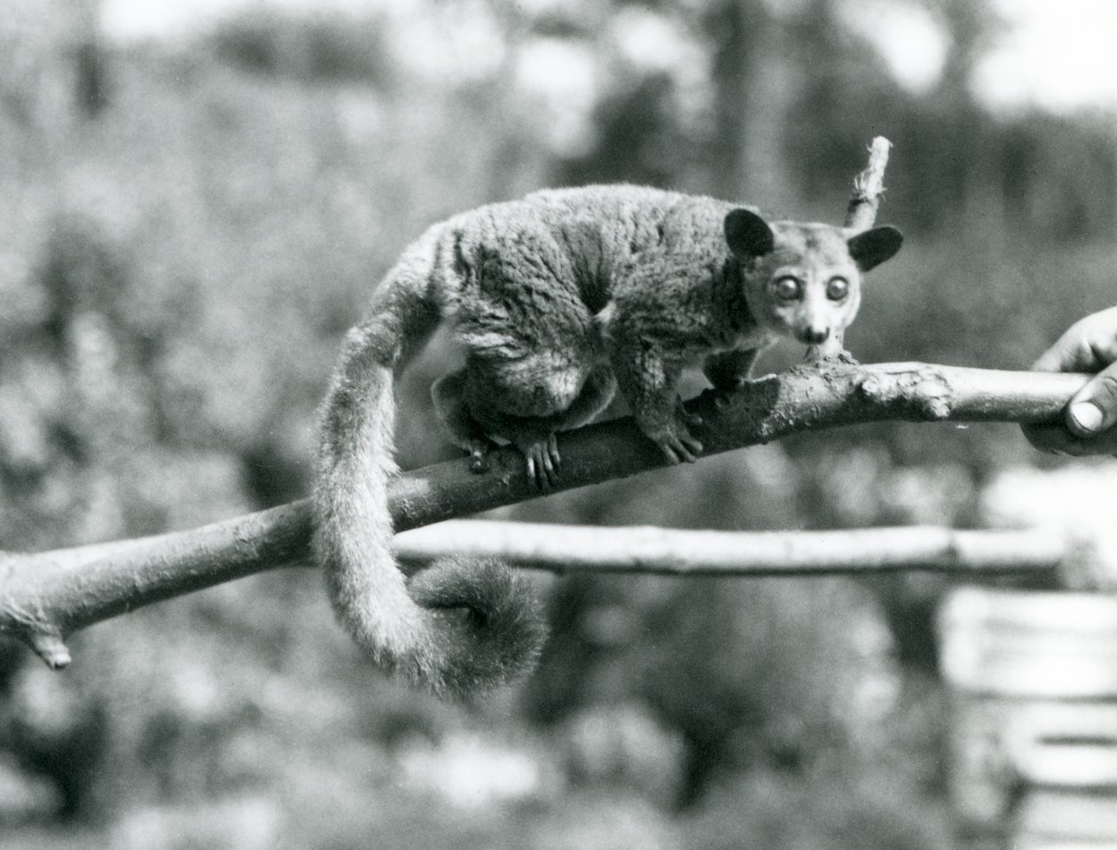 Ein Galago läuft entlang eines Astes, der von einem Pfleger gehalten wird, London Zoo von Frederick William Bond